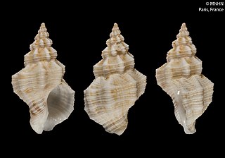 <i>Hesperisternia multangulus</i> Species of gastropod