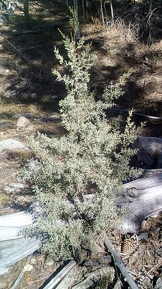 <i>Hesperocyparis montana</i> Species of conifer