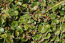 Heteranthera reniformis rizière Camargue.jpg