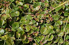 Heteranthera reniformis dans une rizière en petite Camargue