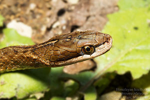 Himalayan keelback Amphiesma platyceps by Ashahar alias Krishna Khan.jpg