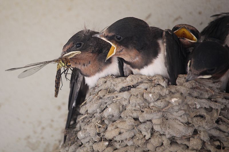 File:Hirundo rustica gutturalis (juvenile in nest eating dragonfly).JPG