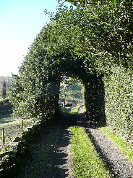 File:Holly tunnel on Deep Lane, Cotton Stones, Sowerby - geograph.org.uk - 4855284.jpg