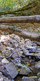 Hood Creek with flowing water late in the dry season.