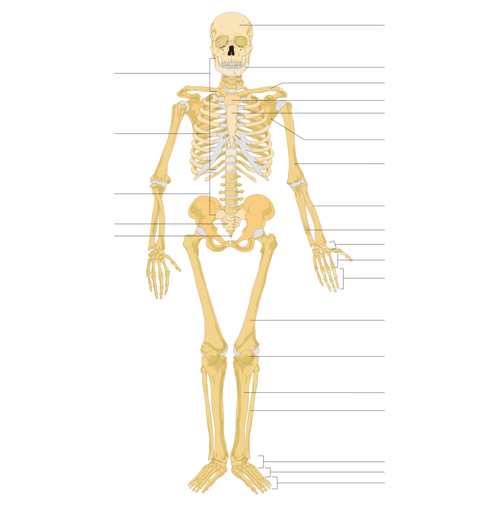 File:Human skeleton front arrows no labels.svg - Wikimedia Commons