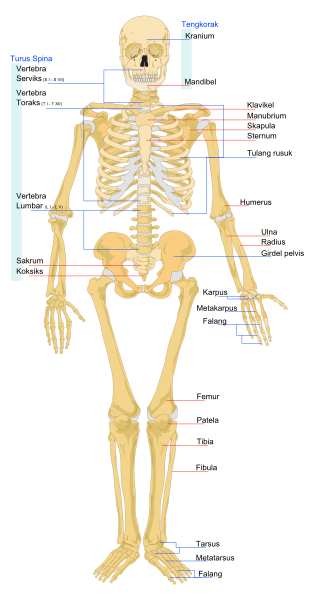 File:Human skeleton front ms.svg