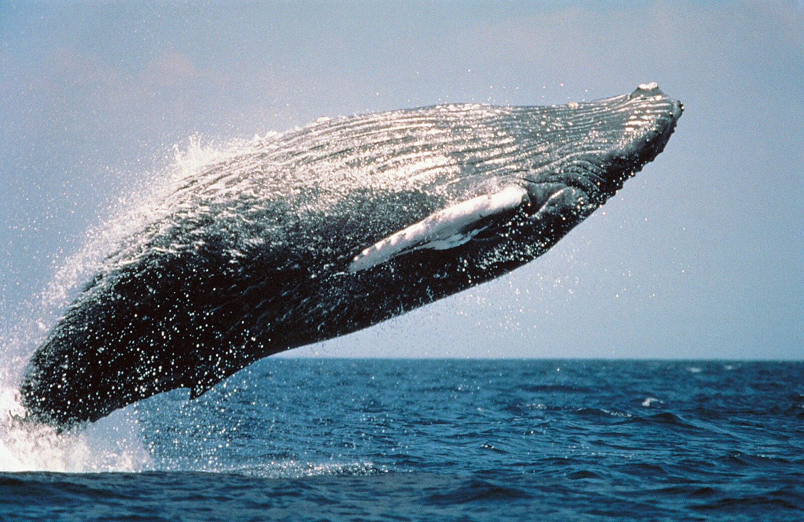 Китообразные горбатый кит. Горбач горбатый кит. Горбатый кит на Гавайях. Синий горбатый кит. Самое крупное простейшее