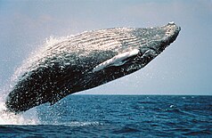 Humpback whale (Megaptera novaeangliae)