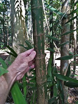 Hydriastele wendlandiana trunk SF21094.jpg