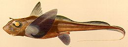 Didžiaakė chimera (Hydrolagus mirabilis)