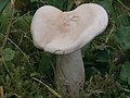 bílá varianta (Hygrocybe pratensis var. pallida)