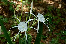 Hymenocallis occidentalis Arkansas.jpg