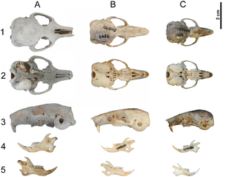 The skull and mandible of H. morpheus (left) compared with the garden dormouse (Eliomys quecinus) including the giant population from Formentera (centre), and normal morphology (right) Hypnomys morpheus&Eliomys quercinus skulls.png