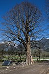 Winter linden (Tilia cordata)