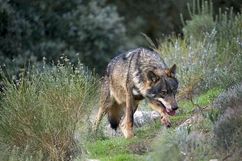 Lobo-ibérico (Canis lupus signatus), macho alfa. (definição 3 000 × 1 996)