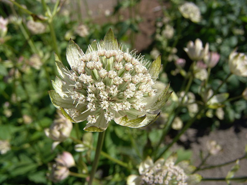 File:Iceland Plant 4870.JPG