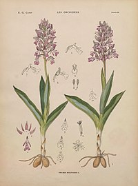 plate 29 - (text explanation page 16-17) Orchis militaris