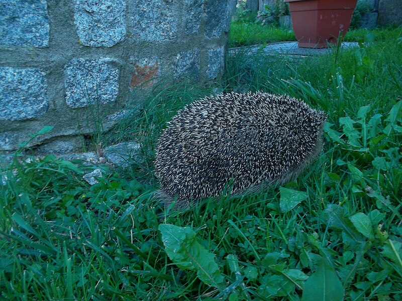 File:Igel (10).JPG