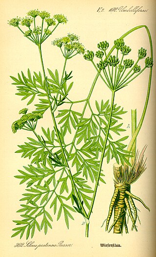 <i>Silaum</i> Flowering plants in the carrot / parsley family