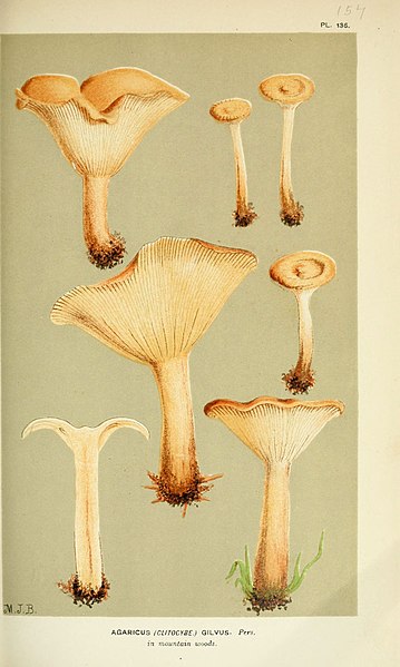 File:Illustrations of British Fungi (Hymenomycetes), to serve as an atlas to the "Handbook of British Fungi" (Pl. 136) (6055646597).jpg