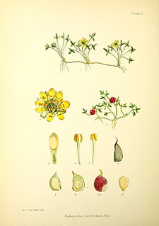 <i>Ranunculus biternatus</i> Species of plant