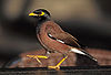 Indian-Mynah444.jpg