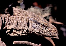 Indian monitor lizard Indian Monitor Lizard - JTR.jpg