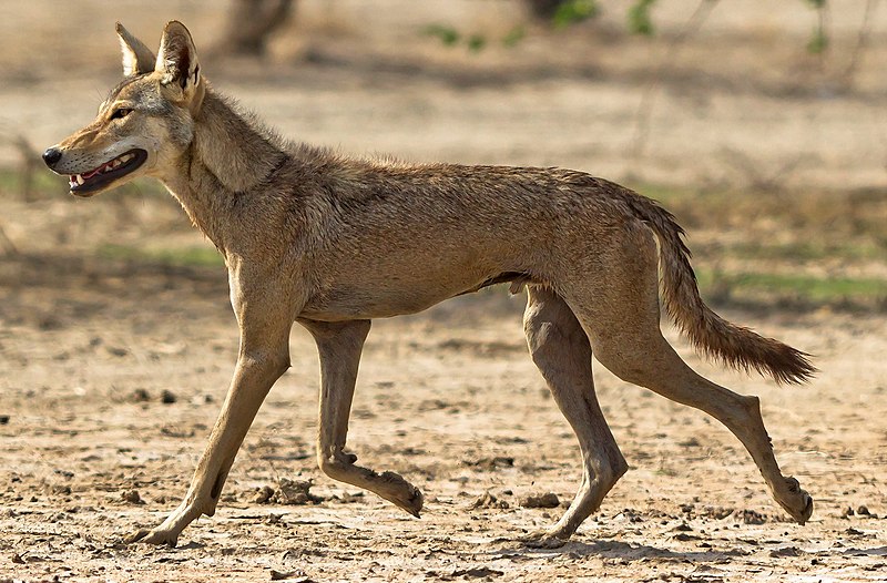 File:Indian Wolf Photo Dhaval Vargiya (cropped).jpg