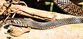 Indian rat snake from kottayam kerala.jpg