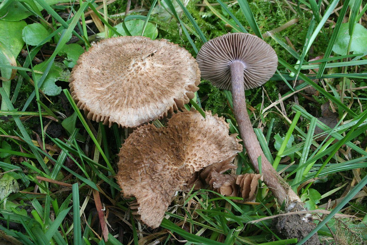 Inocybe obscura 20061015w.jpg