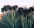 Iris atropurpurea, one of the dark-flowered Oncocyclus bearded irises