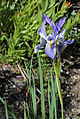 Western blue flag (Iris missouriensis) flower