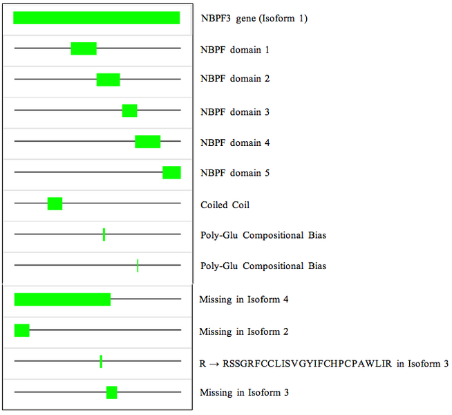 File:Isoforms and sequence.png