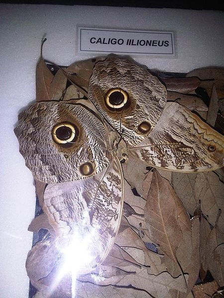 File:Iz - Caligo illioneus.jpg