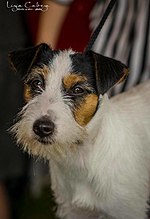 Thumbnail for File:Jackrussellkikajack.jpg