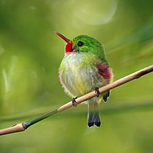 Jamaican tody perched on branch in tree Jamaican tody (Todus todus).jpg