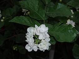 Jasminum sambac – Wikipédia, a enciclopédia livre