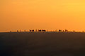 Duna do Por do Sol ("Sunset Dune"), Jericoacoara}} עברית: דונה דו פור דו סול ("דיונת השקיעה"), ז'ריקואקוארה