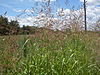 Johnson Grass (3236394310).jpg