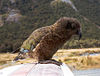 Kea on car.jpg