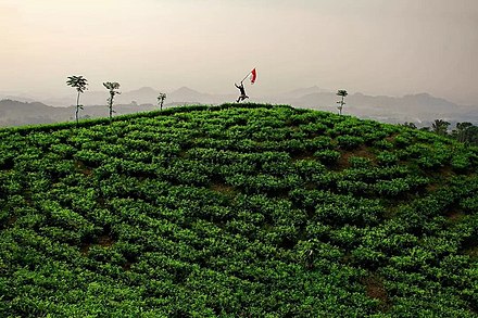 Jamus Tea Plantation
