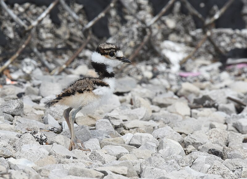 File:Killdeer (48082815321).jpg