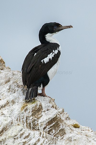 File:King Shag - Picton - New Zealand (39124704222).jpg