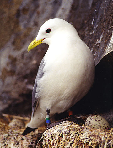 Mouette tridactyle