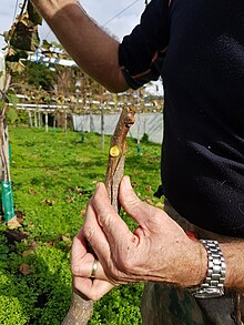 Grafting kiwifruit vine scion onto rootstock below Kiwifruit vine grafting 15.jpg