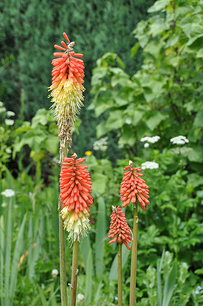 File:Kniphofia Uvaria R01.jpg