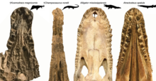 Kosmodraco compared to Champsosaurus, Alligator and Atractosteus Kosmodraco morphology.png