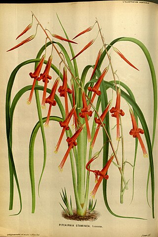 <i>Pitcairnia staminea</i> Species of flowering plant