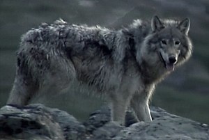 Labrador Wolf.jpg