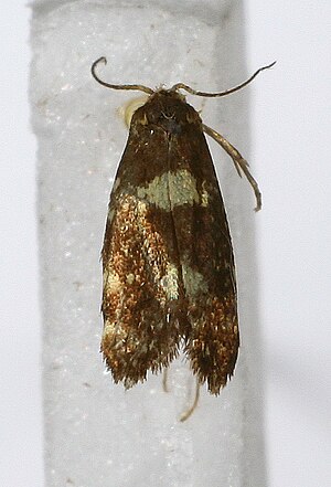 Lampronia corticella1.jpg